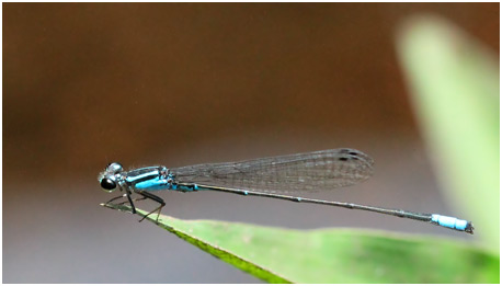 Acanthagrion gracile mâle, Slender Wedgetail