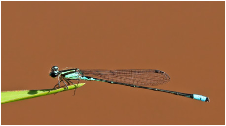 Acanthagrion lancea mâle, Celeste Wedgetail