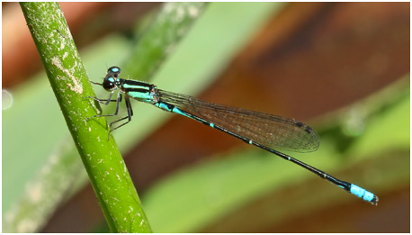 Acanthagrion lancea mâle, Celeste Wedgetail