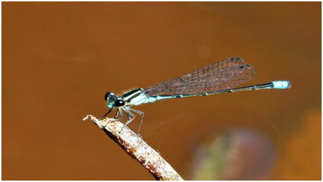 Acanthagrion lancea mâle, Celeste Wedgetail