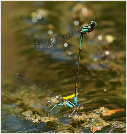 Acanthagrion lancea ponte, Celeste Wedgetail