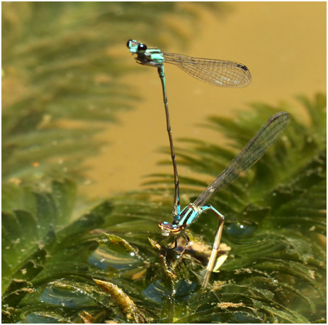 Acanthagrion lancea ponte, Celeste Wedgetail