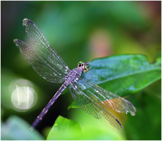 Anatya januaria, Brazilian Blue-eye