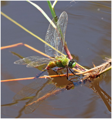 Anax concolor femelle, Blue-spotted Comet Darner