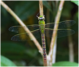 Anax concolor mâle, Blue-spotted Comet Darner