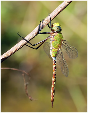 Anax concolor mâle, Blue-spotted Comet Darner