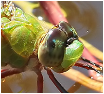 Anax concolor femelle, Blue-spotted Comet Darner