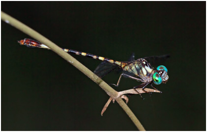 Archaeogomphus infans mâle, Rio Miniclubtail