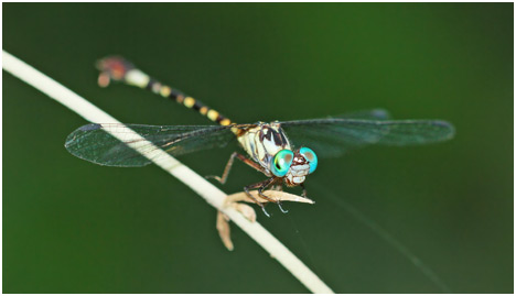 Archaeogomphus infans mâle, Rio Miniclubtail