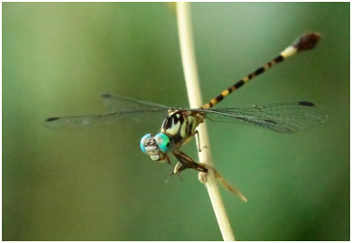 Archaeogomphus infans mâle, Rio Miniclubtail