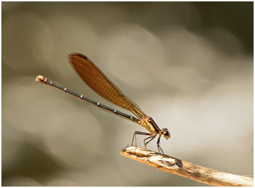 Argia claussenii femelle