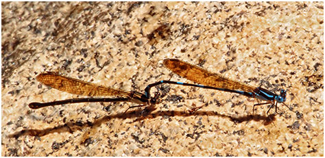 Argia claussenii tandem