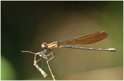 Argia claussenii femelle