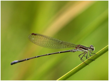 Argia lilacina mâle, Lilac dancer