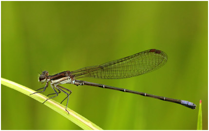 Argia lilacina mâle, Lilac dancer