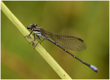 Argia lilacina mâle, Lilac dancer