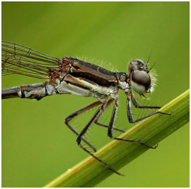 Argia lilacina mâle, Lilac dancer