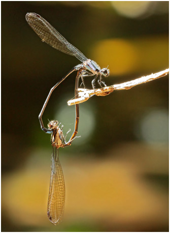 Argia modesta accouplement, Purple-striped dancer