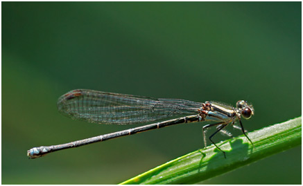 Argia modesta femelle, Purple-striped dancer