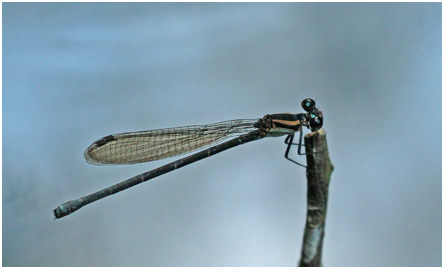 Argia modesta femelle, Purple-striped dancer