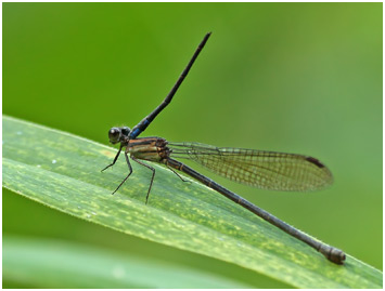 Argia modesta femelle, Purple-striped dancer