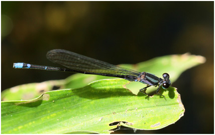 Argia modesta mâle, Purple-striped Dancer