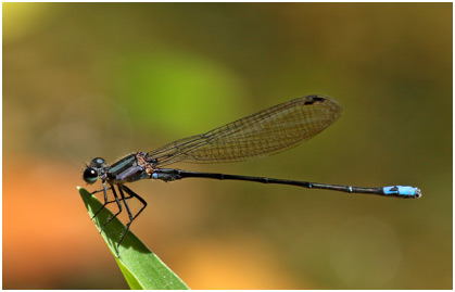 Argia modesta mâle, Purple-striped Dancer