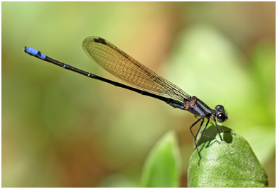 Argia modesta mâle, Purple-striped Dancer