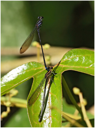 Argia modesta tandem, Purple-striped dancer