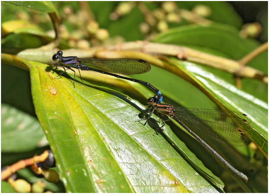 Argia modesta tandem, Purple-striped dancer