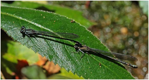 Argia sordida tandem,  Serra dancer