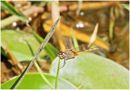 Brachymesia herbida femelle, Tawny Pennant