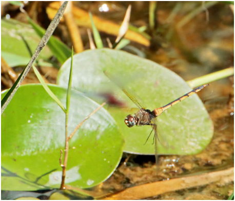 Brachymesia herbida femelle, Tawny Pennant