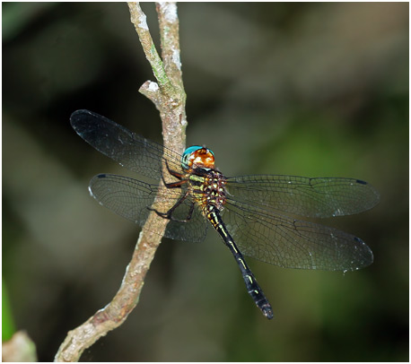 Brechmorhoga praedatrix mâle, Elegant Clubskimmer