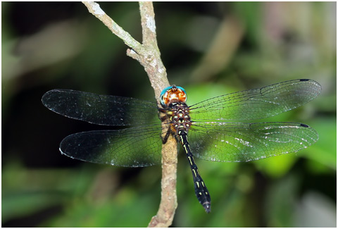 Brechmorhoga praedatrix mâle, Elegant Clubskimmer