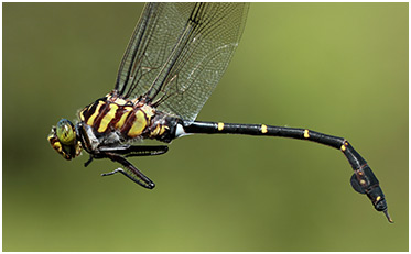 Cacoides latro mâle, 7 janvier 2015, REGUA, ancienne pisciculture