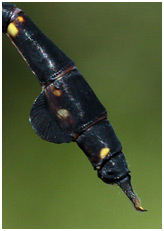 Cacoides latro mâle, 7 janvier 2015, REGUA, ancienne pisciculture