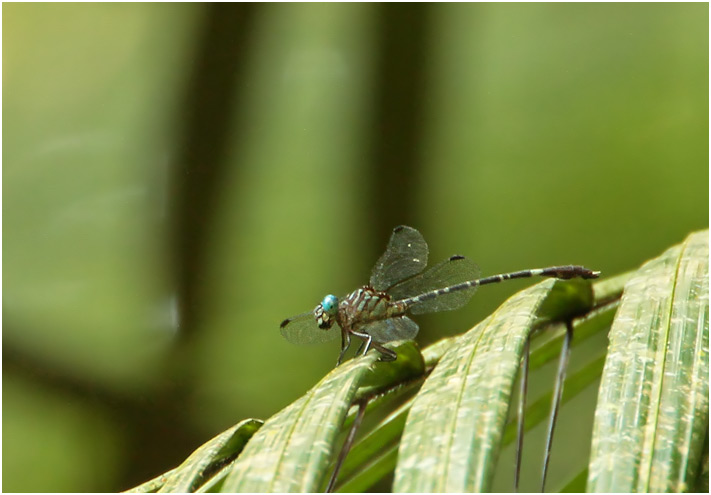 Cyanogomphus waltheri mâle, Walther's Clubtail 