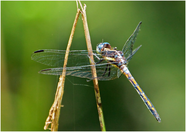 Dasythemis mincki, Stripe-backed Skimmer