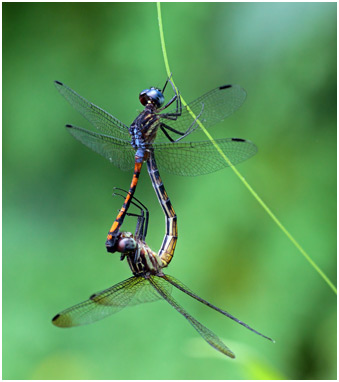 Dasythemis venosa accouplement, Dusty skimmer