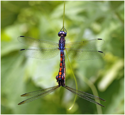 Dasythemis venosa accouplement, Dusty skimmer