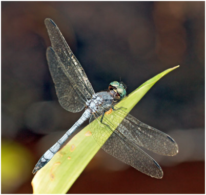 Dasythemis venosa mâle, Dusty skimmer