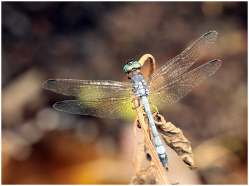 Dasythemis venosa mâle, Dusty skimmer