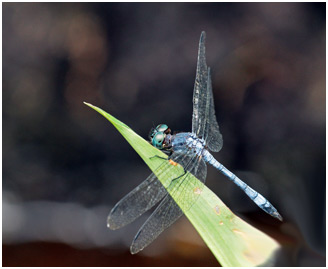 Dasythemis venosa mâle, Dusty skimmer