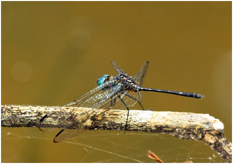 Dythemis nigra mâle, Blue-eyed Setwing