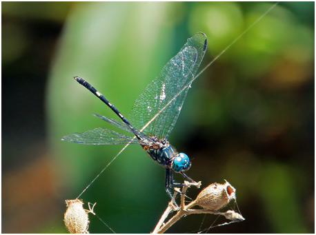 Dythemis nigra mâle, Blue-eyed Setwing