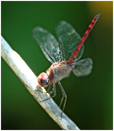 Elasmothemis cannacrioides mâle