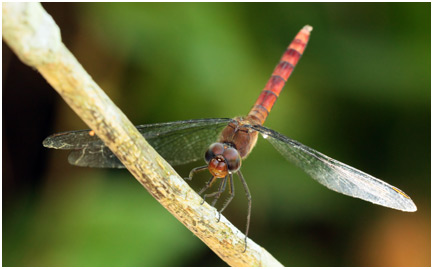 Elasmothemis cannacrioides mâle