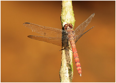 Elasmothemis cannacrioides mâle