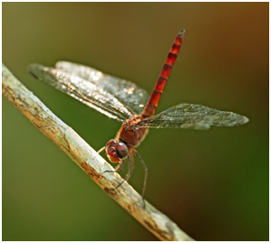 Elasmothemis cannacrioides mâle